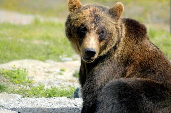 Cuáles son los 10 animales más solitarios del mundo
