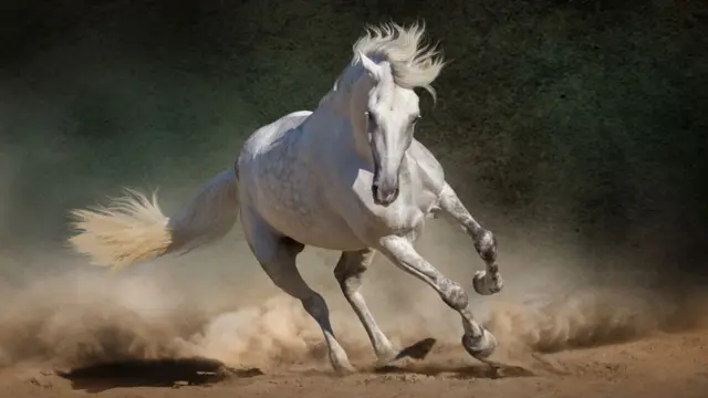 Cuáles son los 10 caballos más grandes y sus características