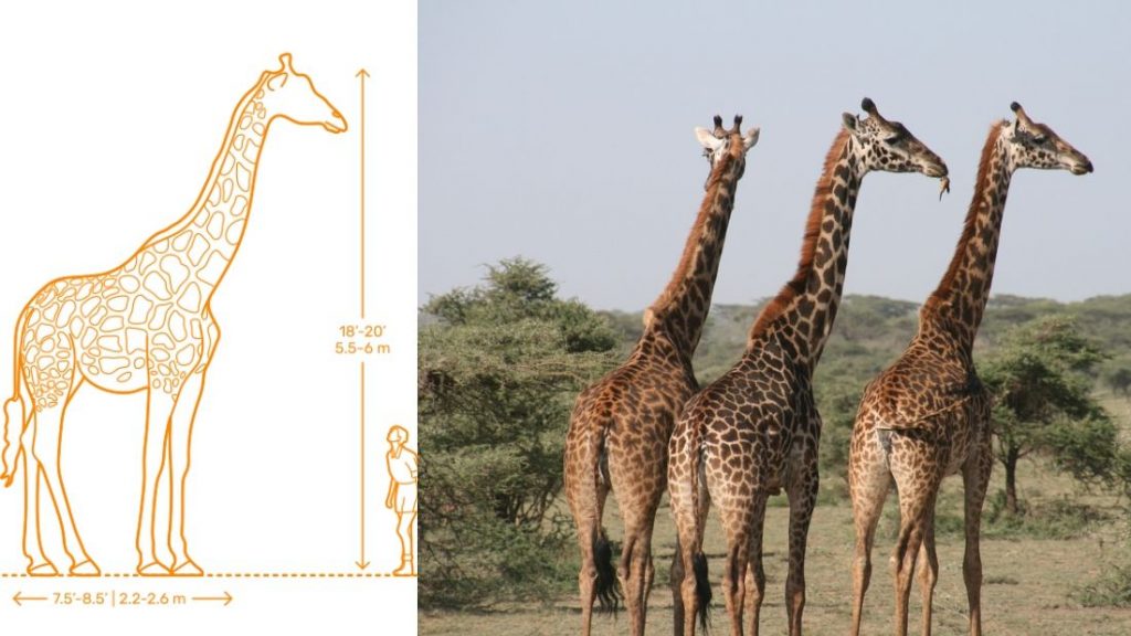 cuales son los 12 animales mas fuertes del mundo