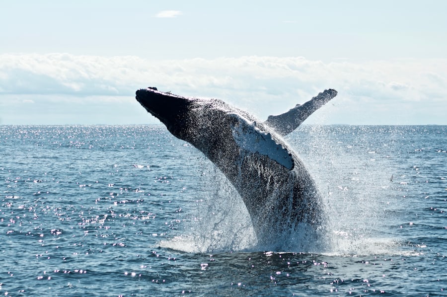 cuales son los 15 tipos de ballenas y sus curiosidades