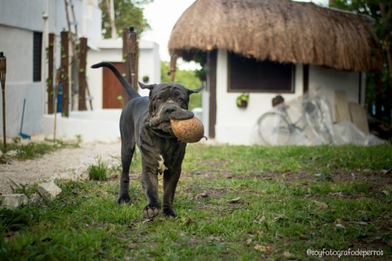 Cuáles son los 20 perros de raza gigante más grandes del mundo