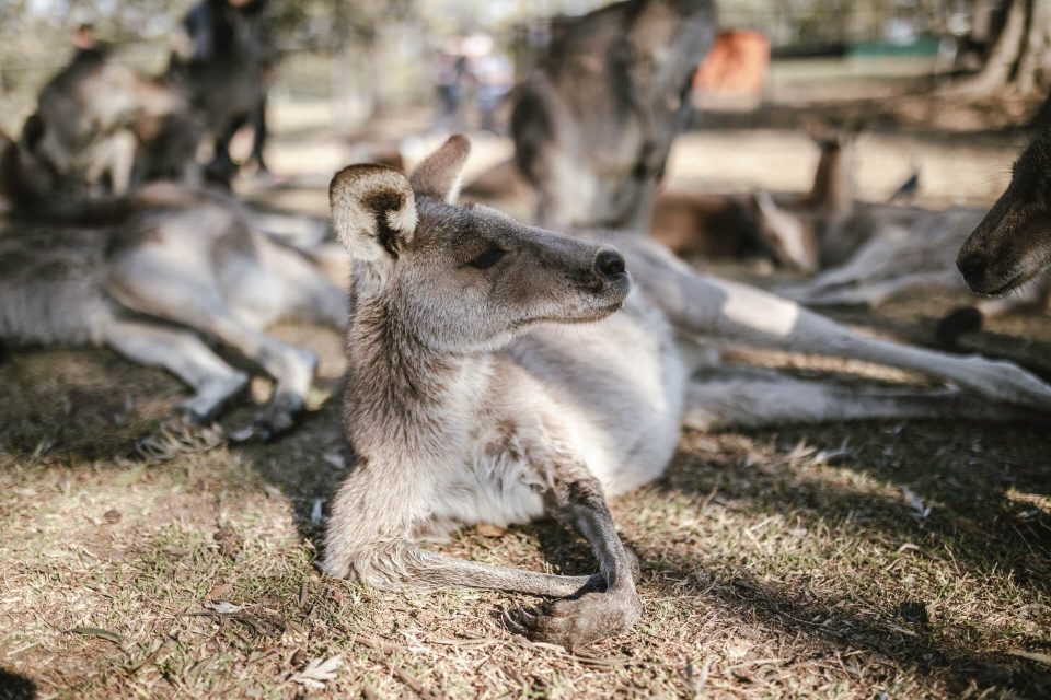 cuales son los 20 tipos de canguros que habitan en australia