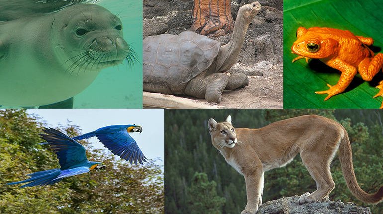 cuales son los 29 animales en peligro de extincion en costa rica