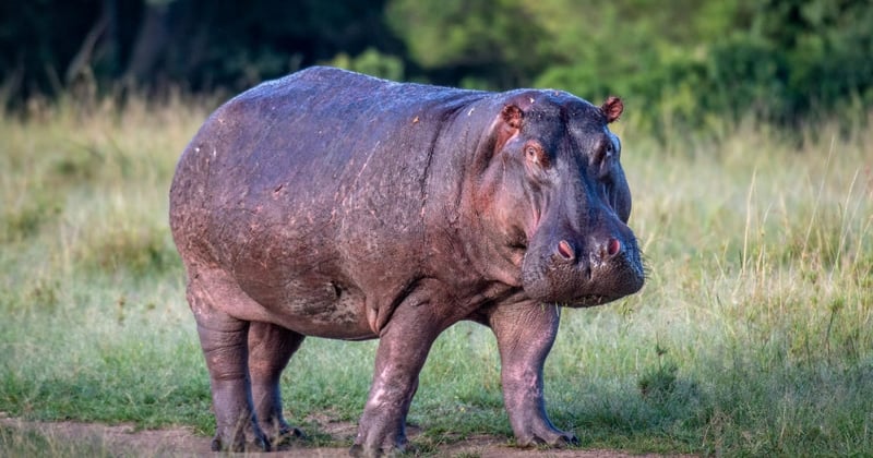 cuales son los 30 animales fascinantes de la era de hielo