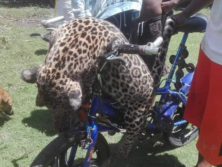 Cuáles son los 42 animales en peligro de extinción en Nicaragua