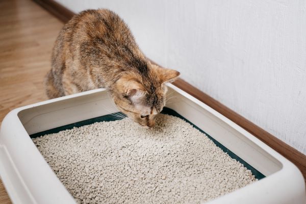 cuales son los 6 mejores areneros para gatos en el mercado