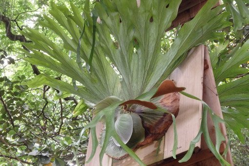Cuáles son los 9 tipos sorprendentes de plantas carnívoras
