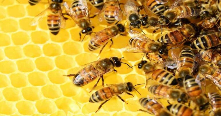 Cuáles son los agentes polinizadores y su importancia ecológica