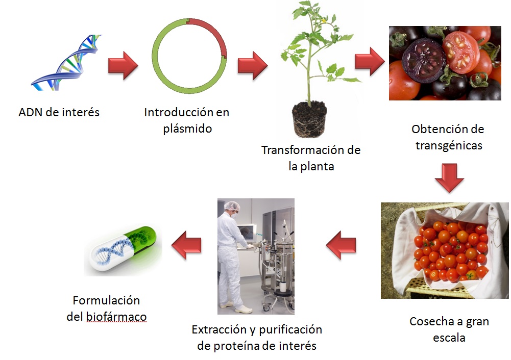 cuales son los alimentos transgenicos ejemplos y lista completa