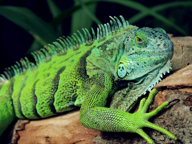 Cuáles son los animales con escamas y sus curiosidades