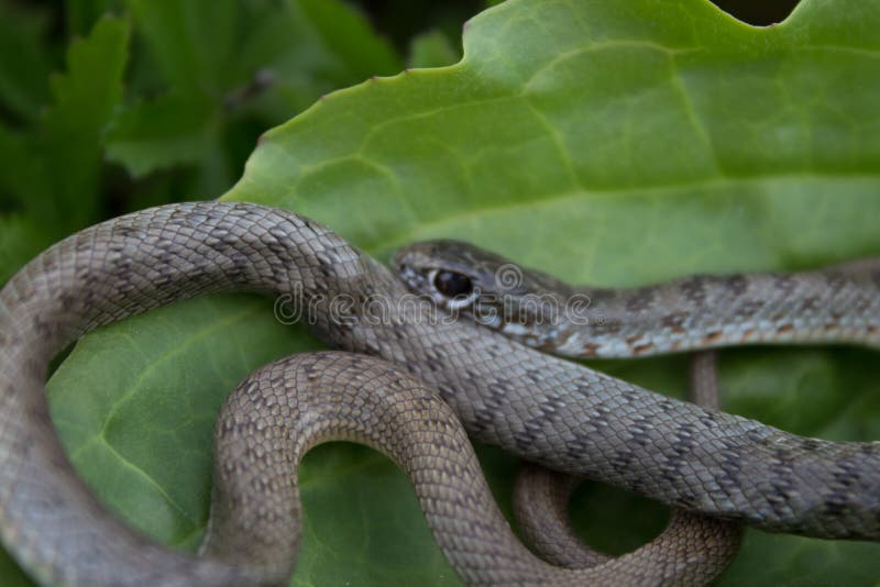cuales son los animales que se arrastran y sus habitats