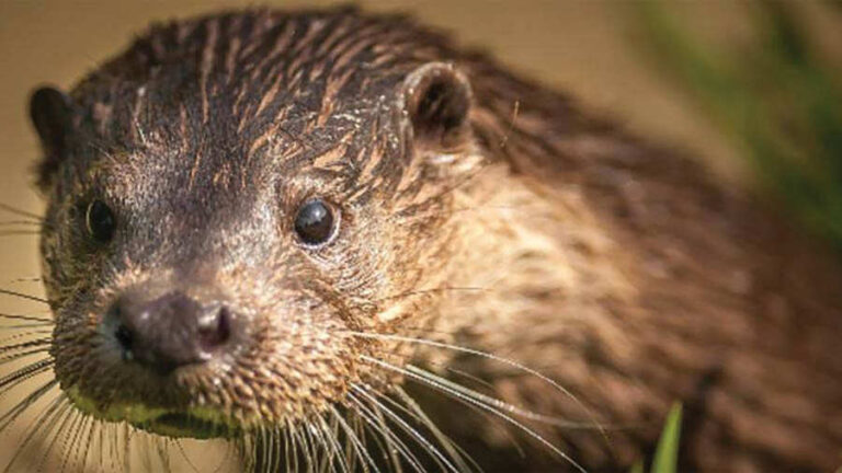 Cuáles son los animales similares a la nutria y sus parientes