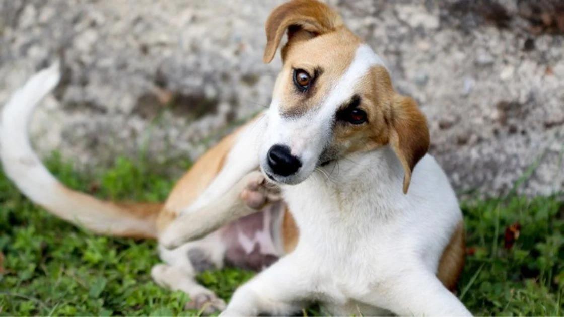 cuales son los antihistaminicos para perros y sus dosis
