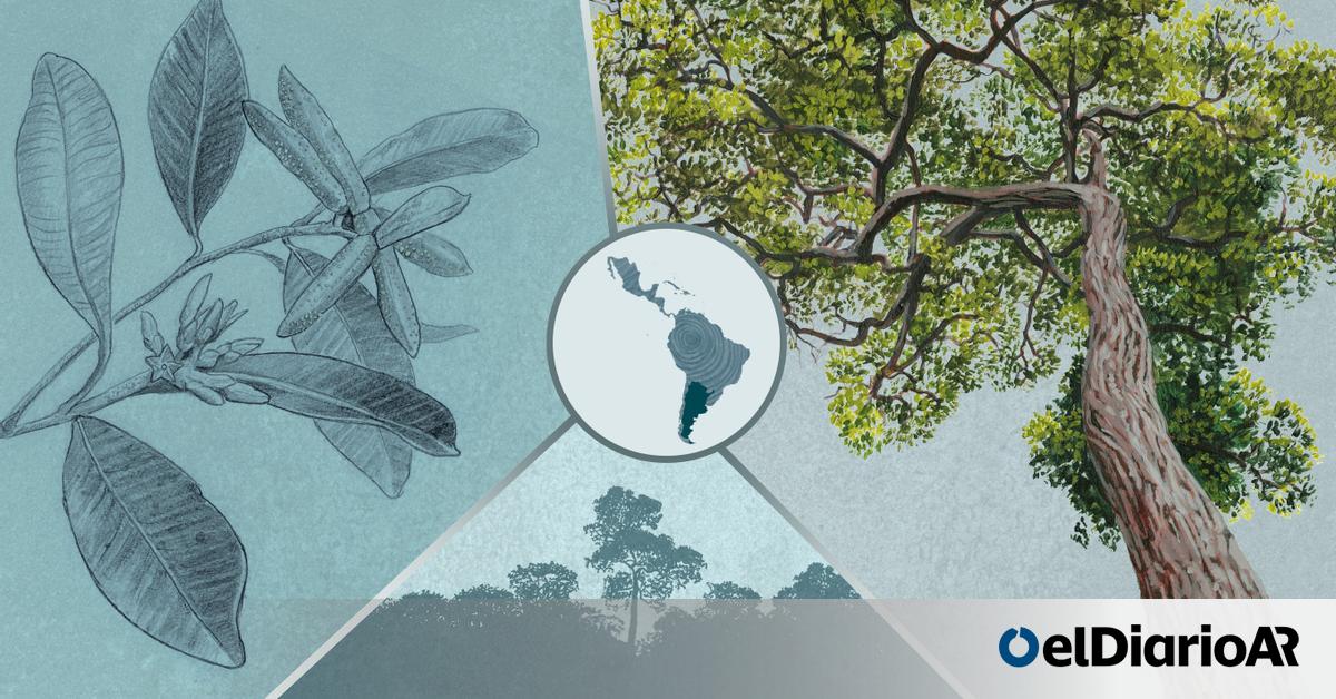 cuales son los arboles nativos en peligro de extincion en paraguay