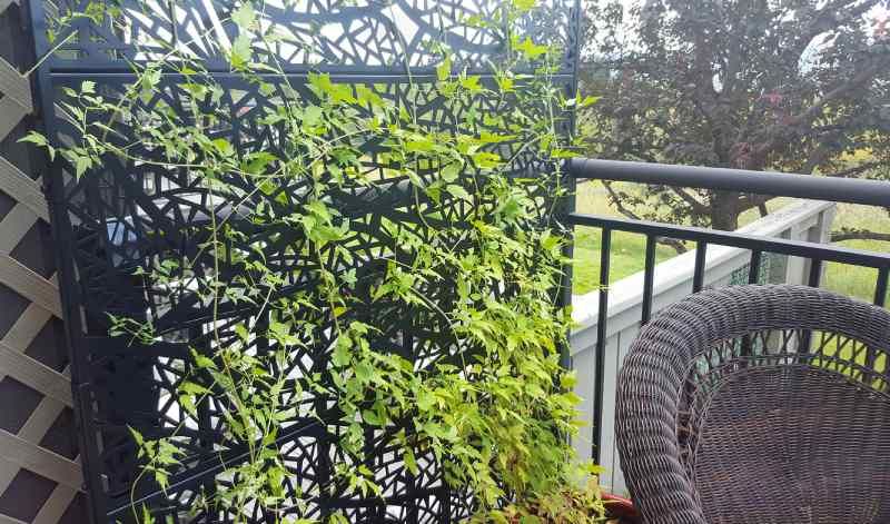 cuales son los arbustos de rapido crecimiento para cercos en sombra