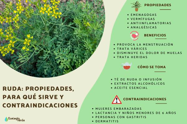 Cuáles son los beneficios, usos y riesgos de la ortiga