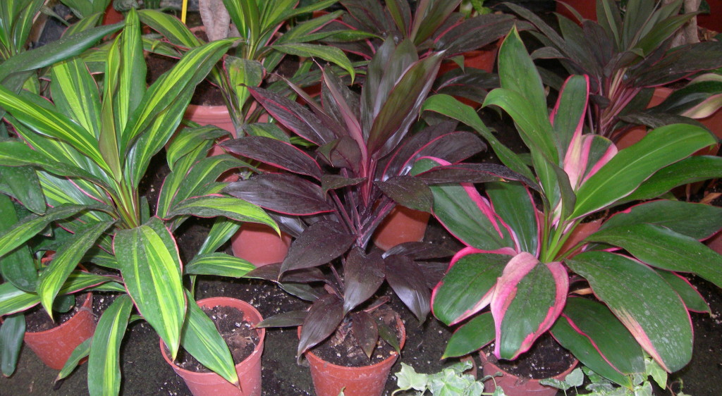 cuales son los cuidados esenciales para cultivar cordyline fruticosa