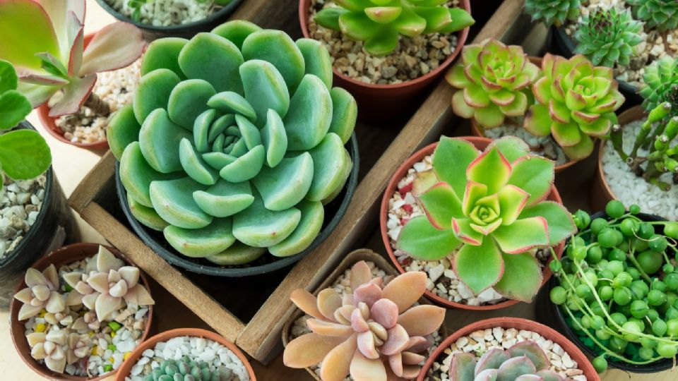 cuales son los cuidados esenciales para echeveria elegans