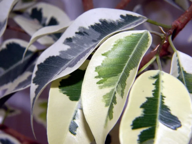 Cuáles son los cuidados esenciales para el Ficus Benjamina