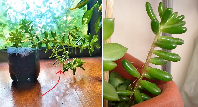 cuales son los cuidados esenciales para la crassula perforata