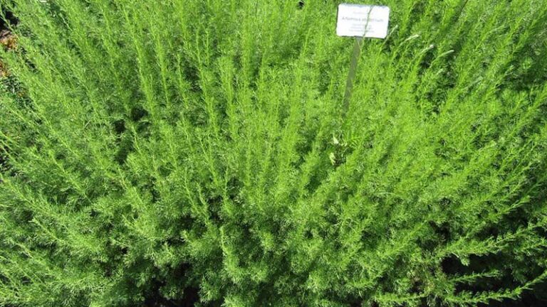 Cuáles son los cuidados esenciales para la planta Artemisia
