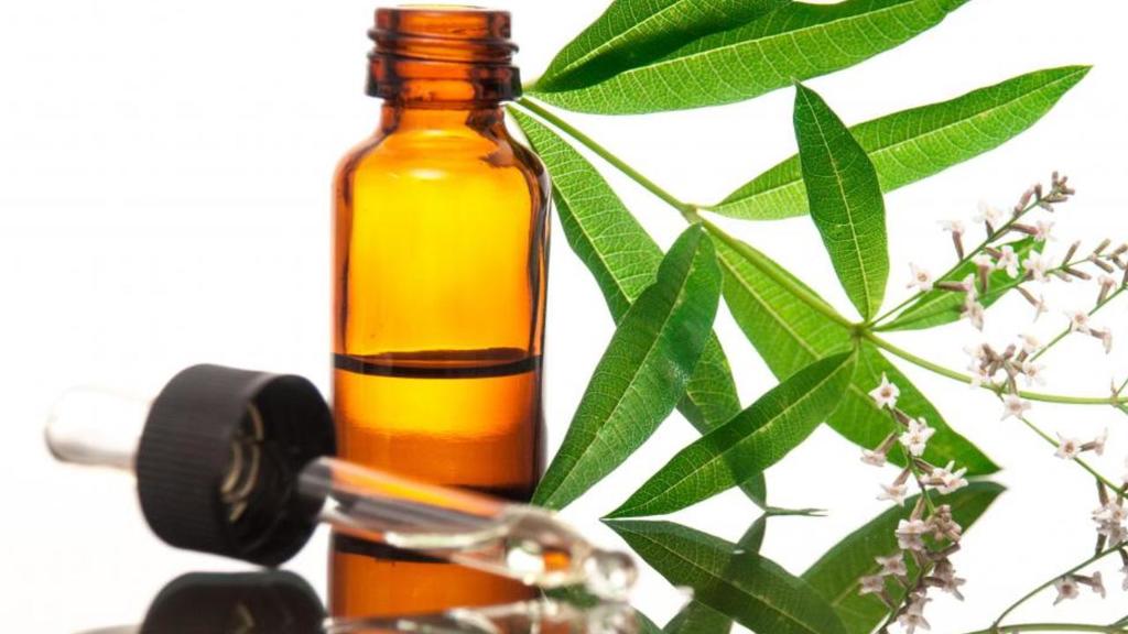 cuales son los cuidados esenciales para la planta verbena