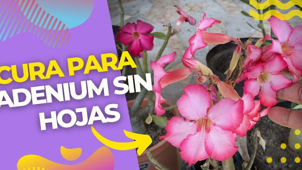 cuales son los cuidados esenciales para la rosa del desierto