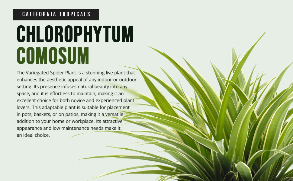 cuales son los cuidados esenciales para tu chlorophytum comosum