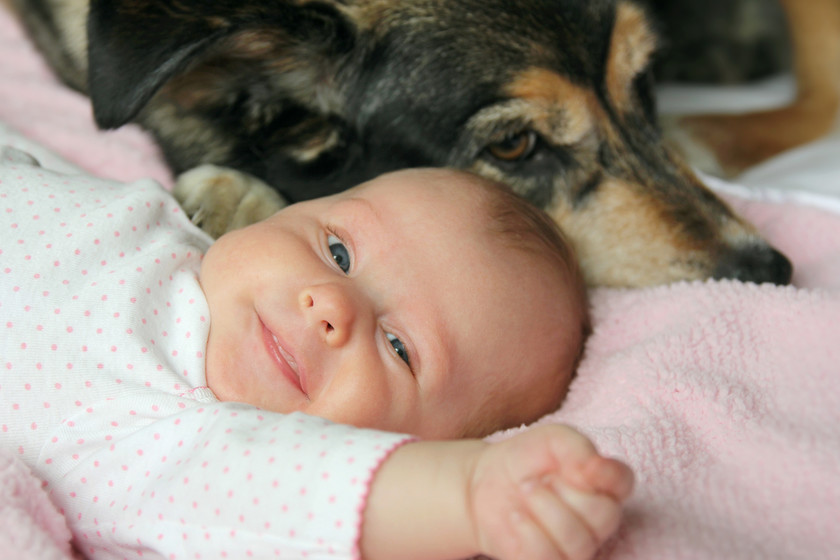cuales son los cuidados esenciales para un rottweiler bebe