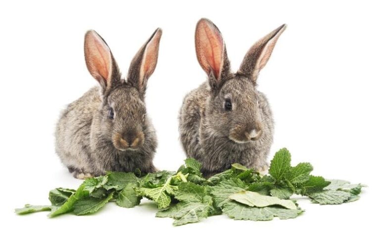 Cuáles son los cuidados y alimentación esenciales para conejos
