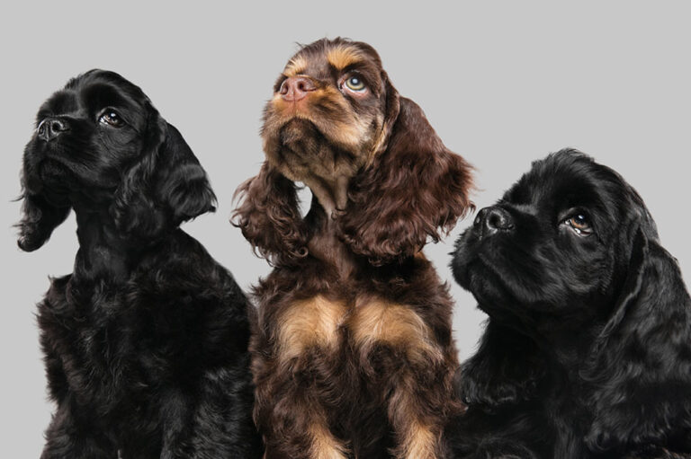 Cuáles son los cuidados y características del Cocker Spaniel