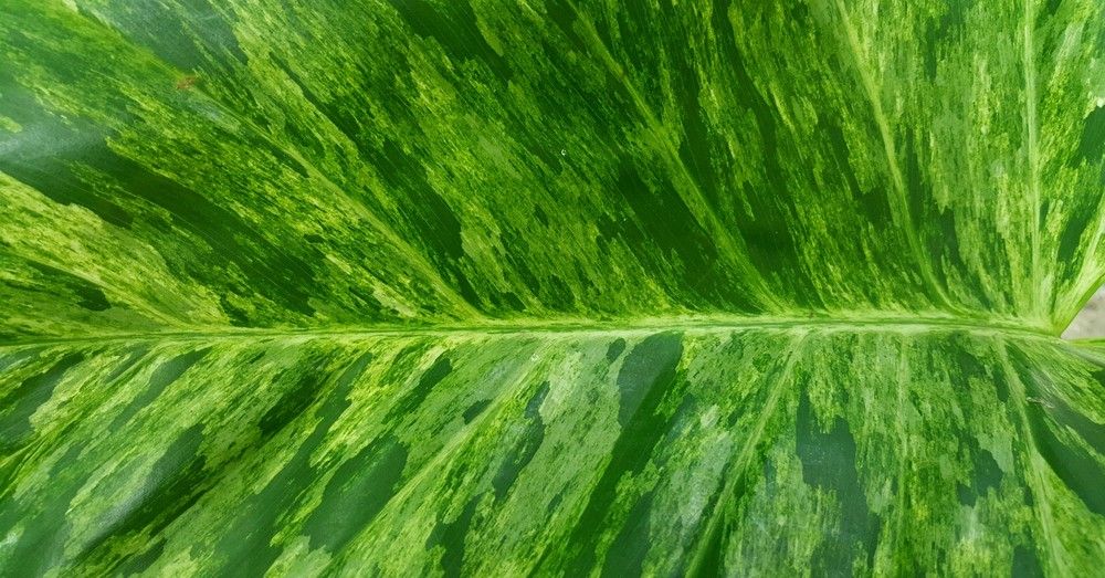 cuales son los cuidados y el riego del philodendron hederaceum