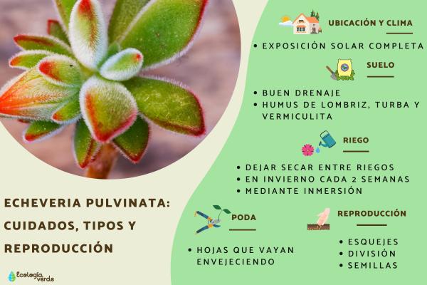 Cuáles son los cuidados y métodos de reproducción de Echeveria runyonii