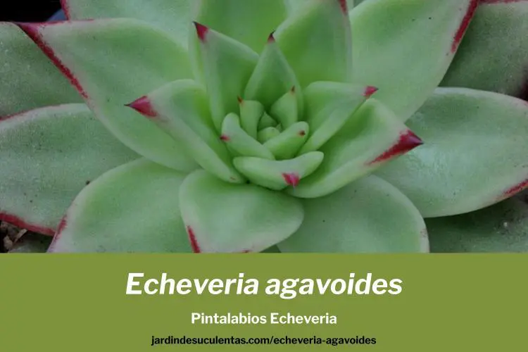 Cuáles son los cuidados y reproducción de Echeveria agavoides