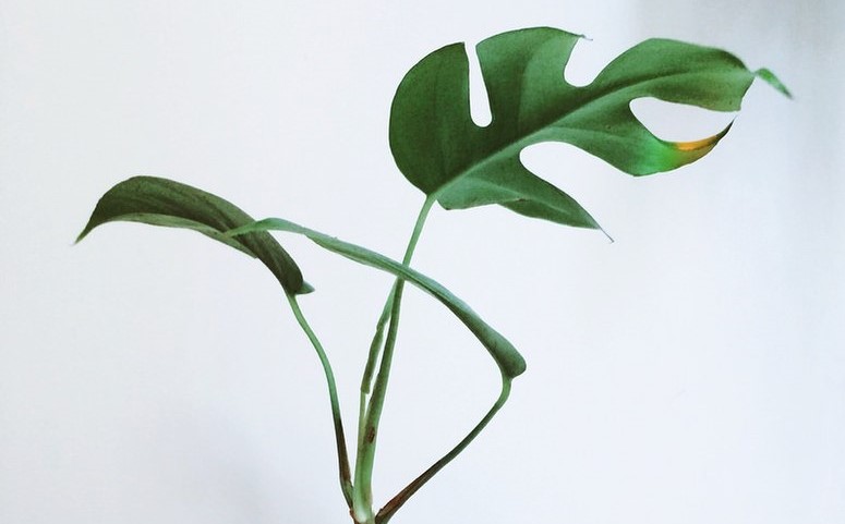 cuales son los cuidados y reproduccion de monstera minima