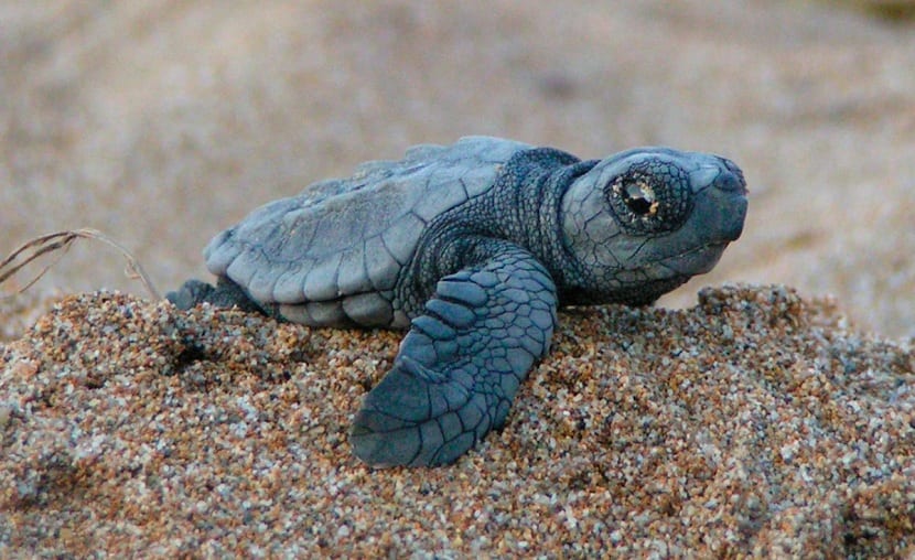 cuales son los datos esenciales sobre la tortuga laud gigante