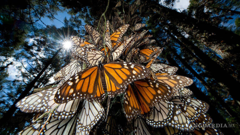 Cuáles son los desafíos en la migración de las mariposas monarca