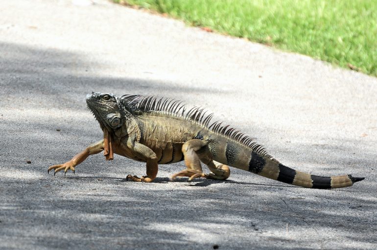 cuales son los diferentes tipos de iguanas que