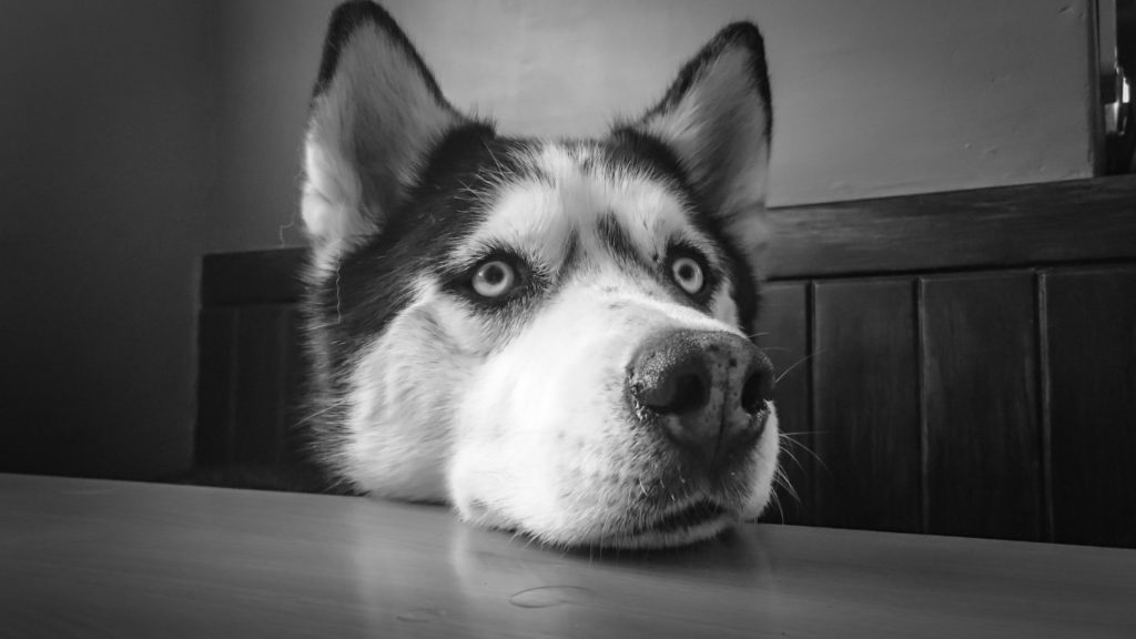 cuales son los diferentes tipos de perros husky siberiano