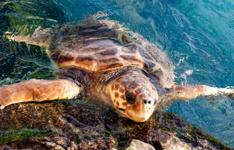 Cuáles son los hábitos y esfuerzos para conservar tortugas marinas
