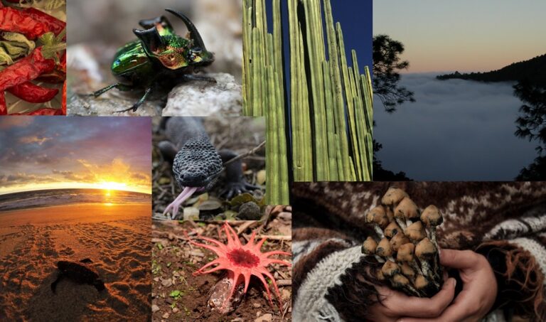 Cuáles son los impactos biológicos y ecológicos en la biodiversidad mexicana