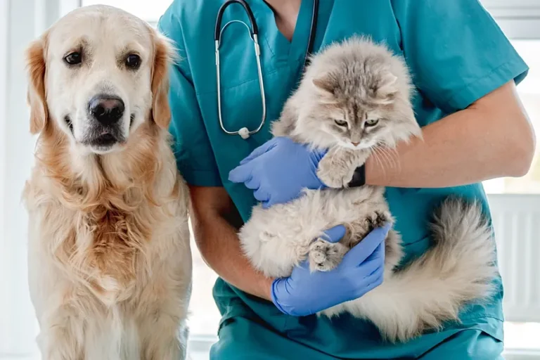 Cuáles son los mejores desparasitantes para gatos en 2025