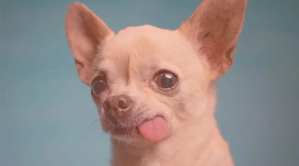 cuales son los mejores nombres para chihuahuas hembras y machos