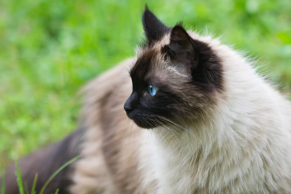 cuales son los mejores nombres para gatos siameses machos y hembras