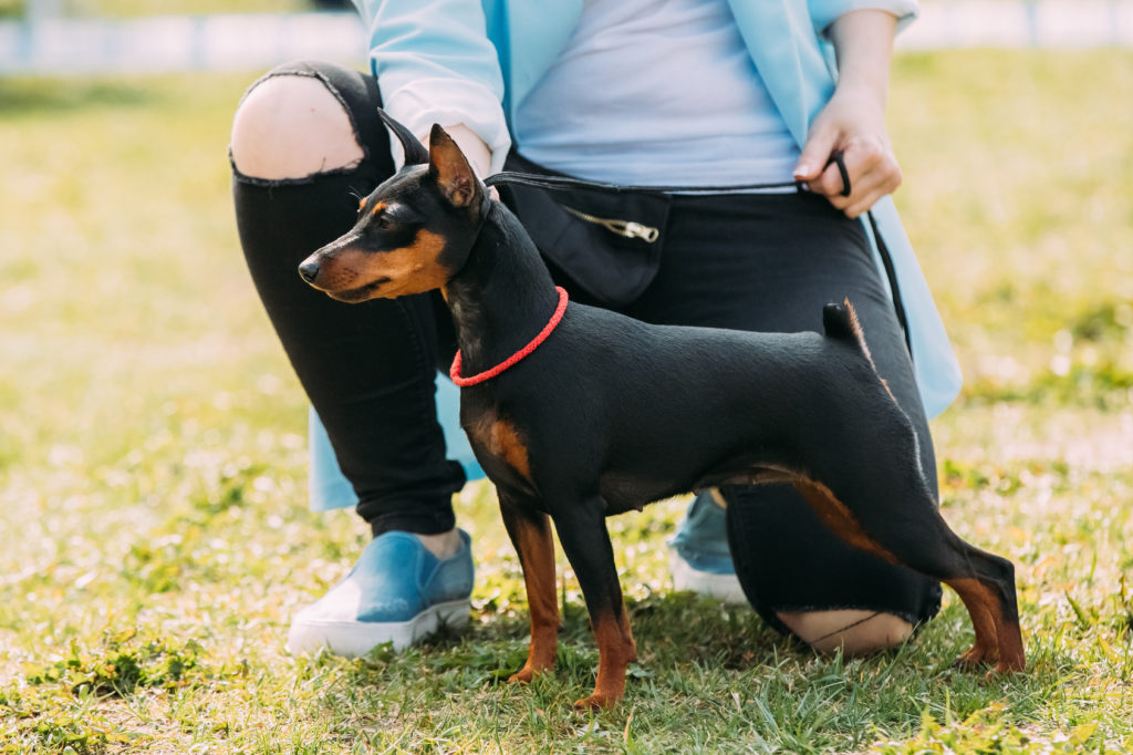 cuales son los mejores nombres para perros pinscher macho y hembra