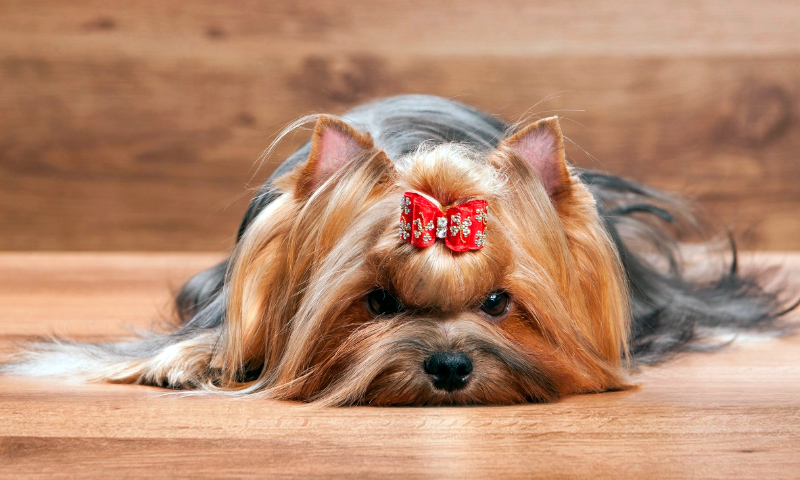 cuales son los mejores nombres para perros yorkshire hembras y machos