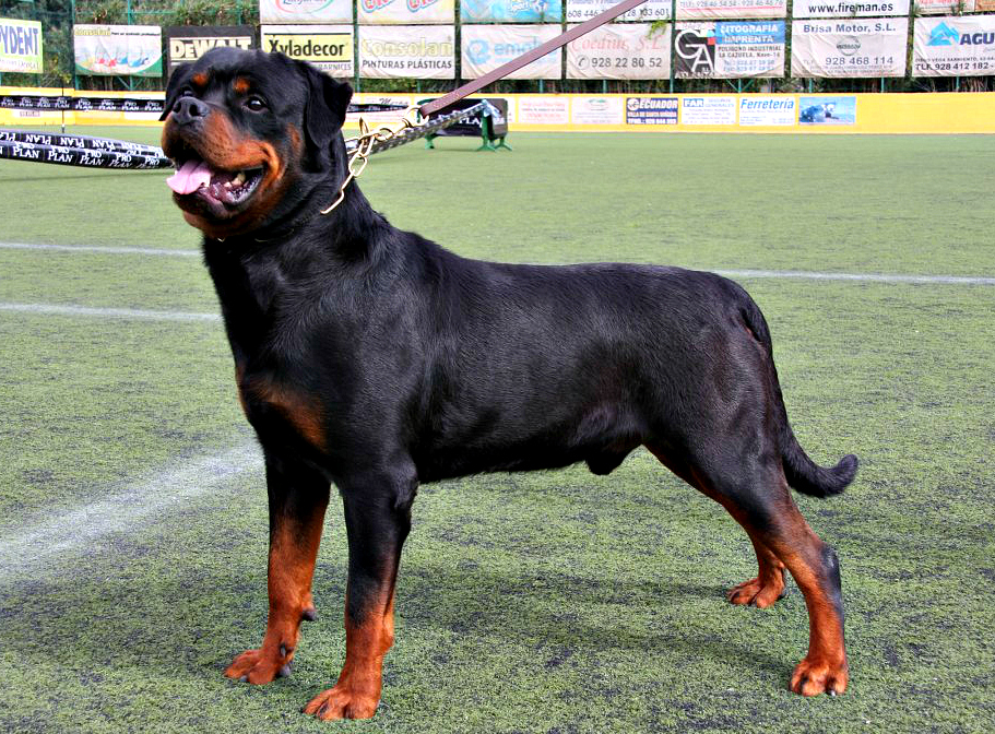 cuales son los mejores nombres para un rottweiler macho y hembra