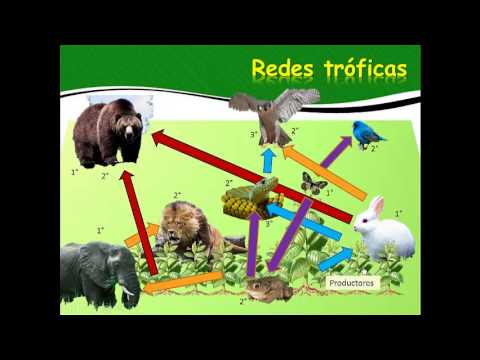 Cuáles son los niveles tróficos y su importancia en ecosistemas