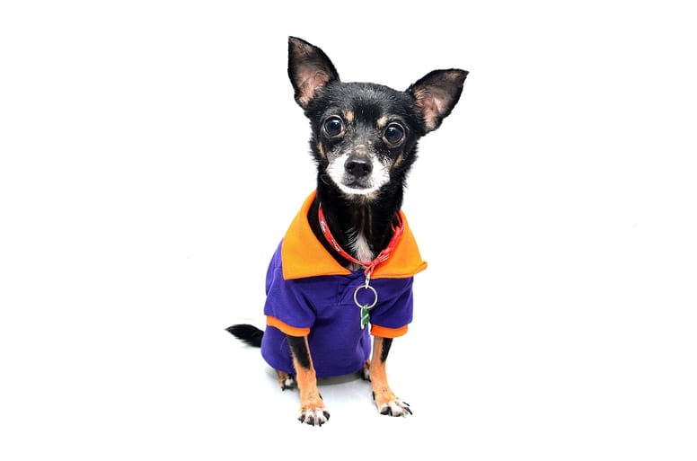 cuales son los nombres mas graciosos y unicos para perros