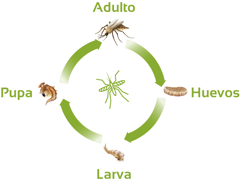 Cuáles son los nombres y características de los insectos voladores